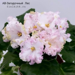 АВ-Загадочный Лес (Фиалковод)